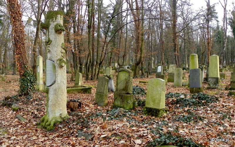 Opinia przyrodnicza przed usunięciem drzew – Cmentarz Żydowski przy ul. Lotniczej we Wrocławiu