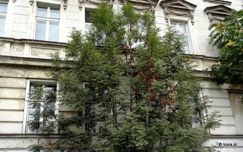 Opinia ornitologiczna przed wycinką drzew – remont kamienicy na Wyspie Słodowej, Wrocław
