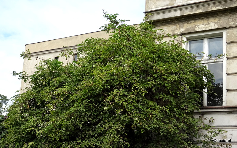 Opinia ornitologiczna przed wycinką drzew – remont kamienicy na Wyspie Słodowej, Wrocław