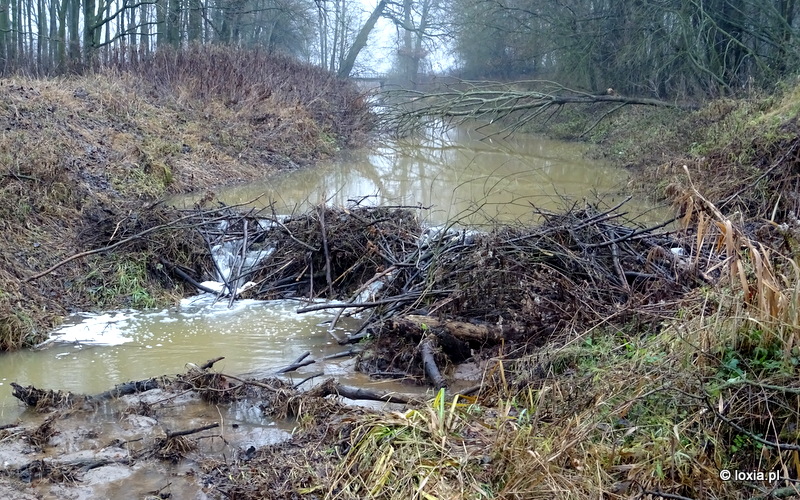 Nadzór teriologiczny nad usunięciem tam bobrowych zlokalizowanych na rzekach Rów R-T, Prądnia, Polska Woda