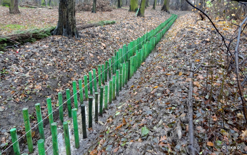 Nadzór dendrologiczny - Przebudowa koryta rowu melioracyjnego w Parku Złotnickim we Wrocławiu