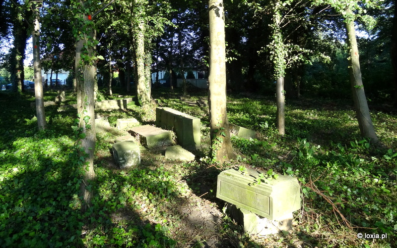 Inwentaryzacja dendrologiczna cmentarza ewangelickiego w Nieciszowie, woj. dolnośląskie